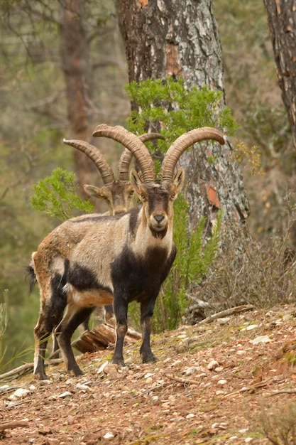 Premium Photo | Capra pyrenaica - the mountain goat or iberian ibex is ...