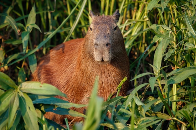 Free Photo | Capybara in the nature habitat of northern pantanal