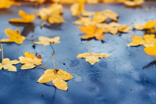 Дождливая Осенняя Погода Фото