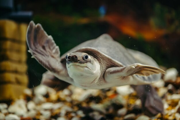 Carettochelys Insculpta 陽気なカメは水の下で泳ぎます 変な動物 プレミアム写真