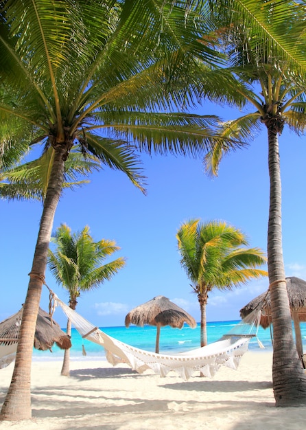 Premium Photo | Caribbean beach hammock and palm trees