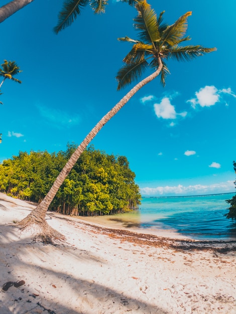 Premium Photo | Caribbean palms tree in the beach