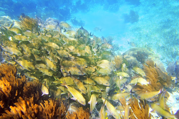 Premium Photo | Caribbean reef grunt fish school mayan riviera