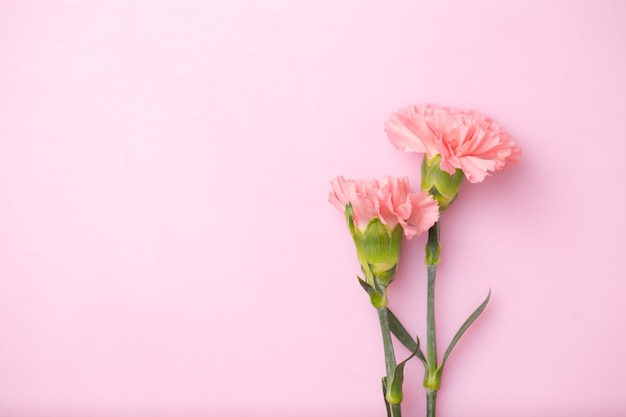 Premium Photo | Carnation flowers on sweet pink background, mother's ...