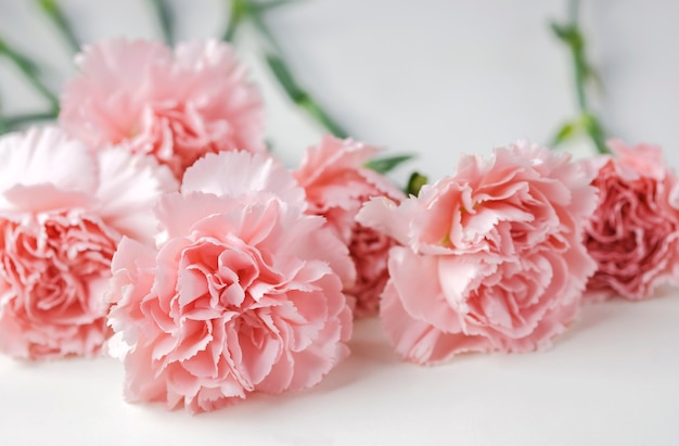 Premium Photo | Carnation flowers on white background