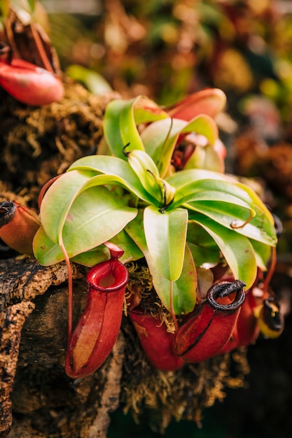 Free Photo Carnivorous Tropical Pitcher Plant Nepenthes