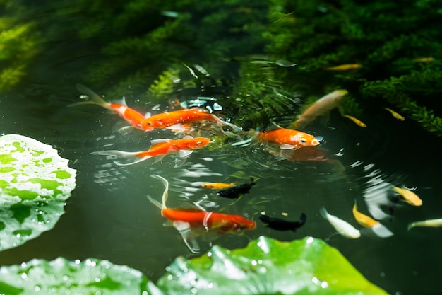 Premium Photo - Carp FeeDing 38649 41