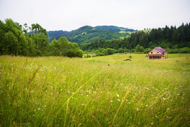 Premium Photo | Carpathian nature in summer