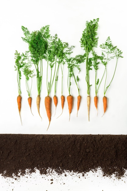 Premium Photo | Carrot above ground, cross section, cutout collage ...