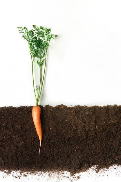 Premium Photo | Carrot grow in ground, cross section, cutout collage ...