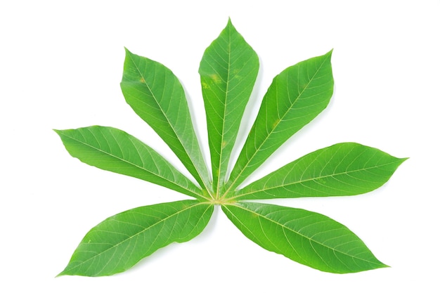 Premium Photo Cassava Leaves Isolated On A White Background