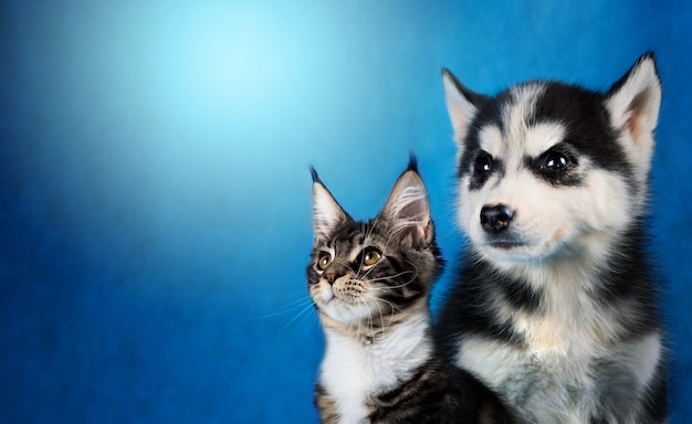 プレミアム写真 猫と犬 メインクーン シベリアンハスキーは左に見える