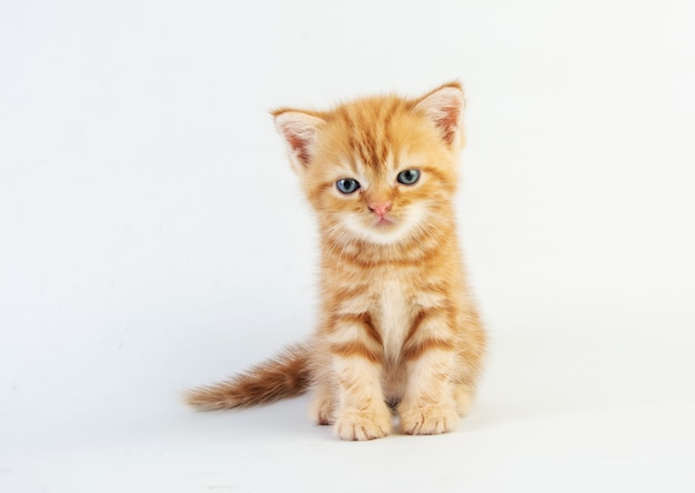 猫の赤ちゃんぶち子猫かわいい プレミアム写真