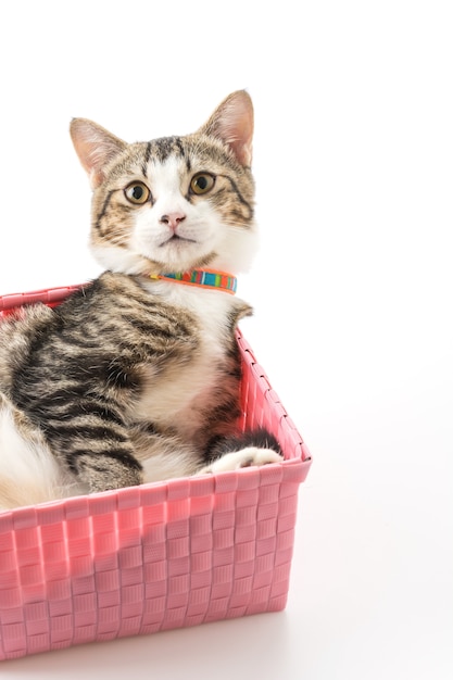 cat toy gift basket