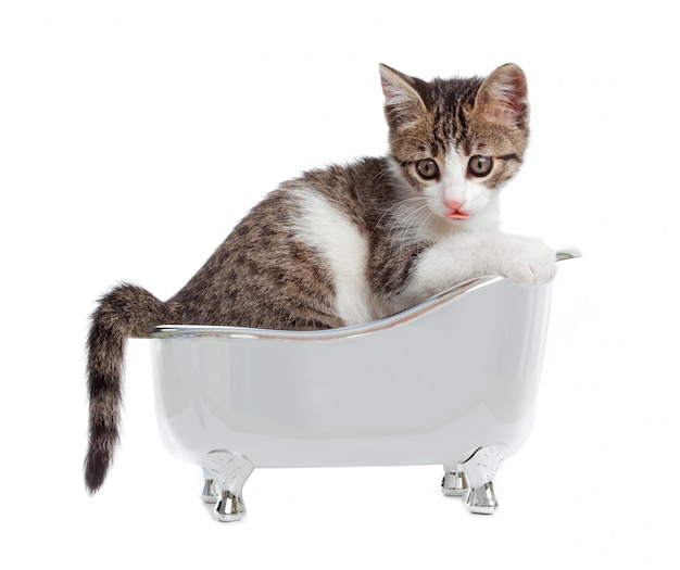 Cat  in the bathtub  Photo Premium Download