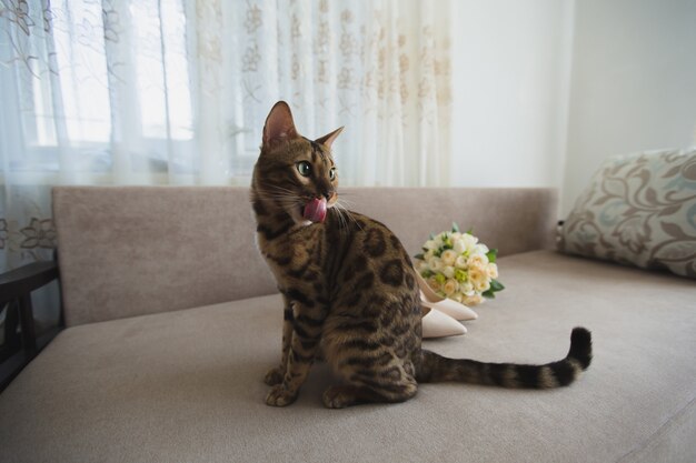 花束と靴と猫の花嫁 プレミアム写真