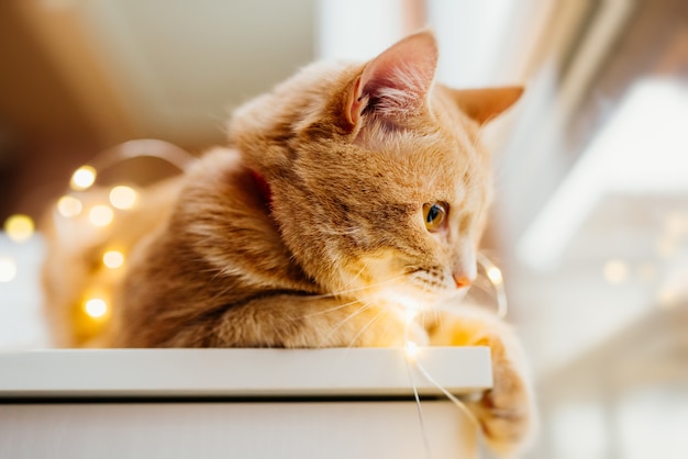 Cat and christmas lights. cute ginger cat lying near the window and