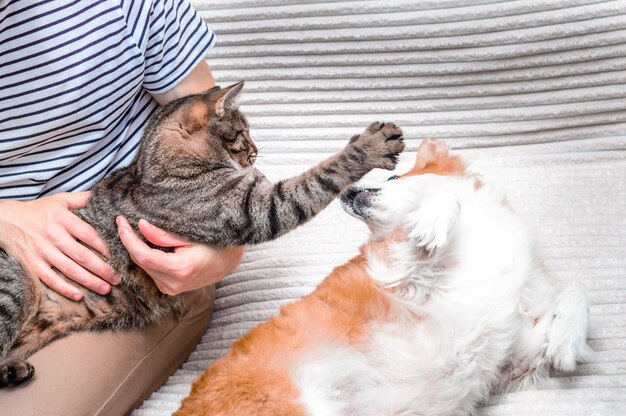 Premium Photo Cat Dog And Owner Play Together On The Bed In The Apartment Close Up