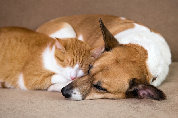 Premium Photo | Cat and dog resting together on sofa. best friends.