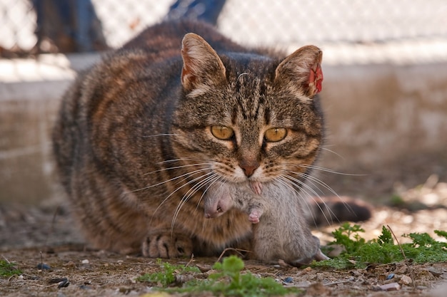 ネズミを食べる猫 プレミアム写真