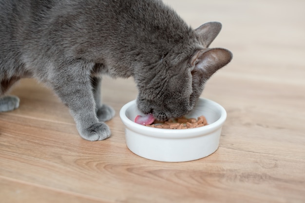 Premium Photo | Cat eating wet food from white bowl on wooden floor