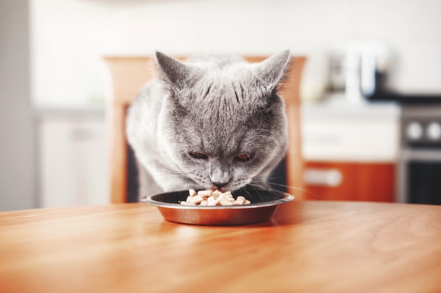 Cat eats food from a bowl at the table, beautiful british gray cat, Premium Photo