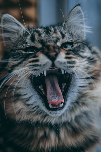 Download Cat epically yawns. sleepy grey kitty cat yawning ...