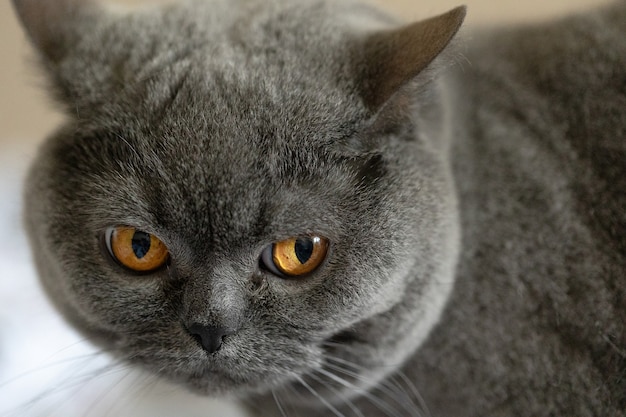 Premium Photo | Cat eyes close up. interrogative expression of a cat's ...