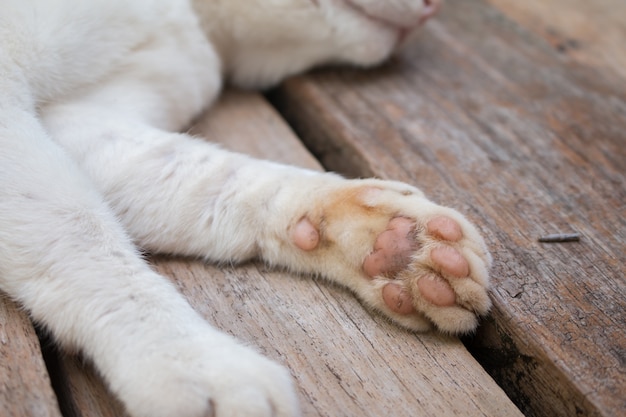 Premium Photo | Cat feet