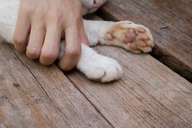 Premium Photo | Cat feet