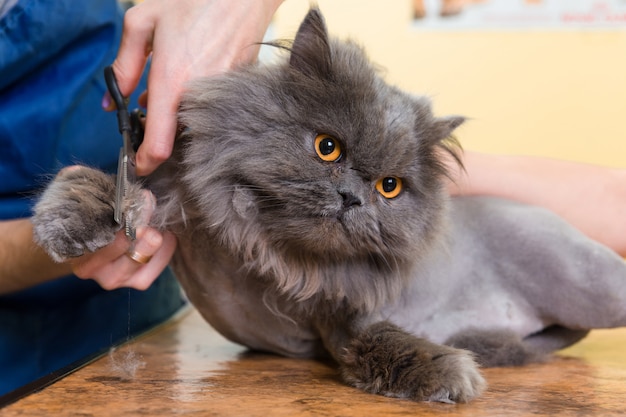 premium-photo-cat-grooming-in-pet-beauty-salon