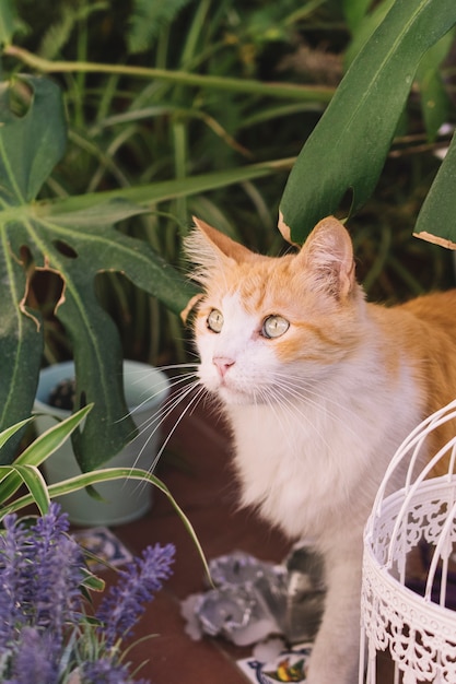 Free Photo | Cat investigating garden