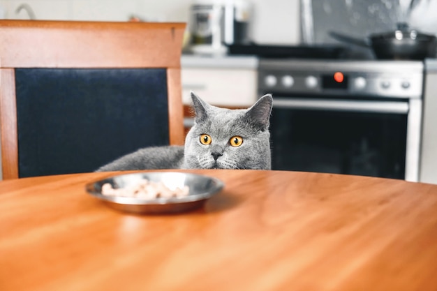 Cat is looking at food, cat watches over the food, sly beautiful british gray cat, close-up, cat looks out from under the table Premium Photo