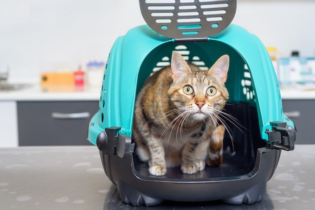 Premium Photo | Cat in kennel at veterinary clinic