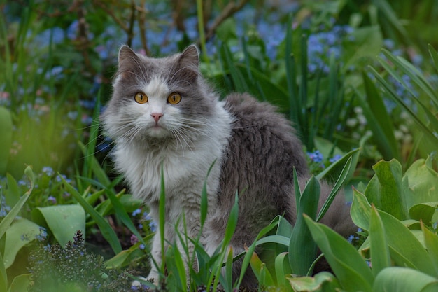 Premium Photo | Cat laying and playing in the grass