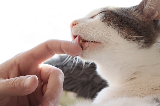 飼い主の指をなめる猫  プレミアム写真