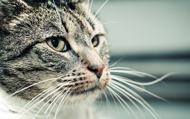 Cat looking to side Photo | Free Download