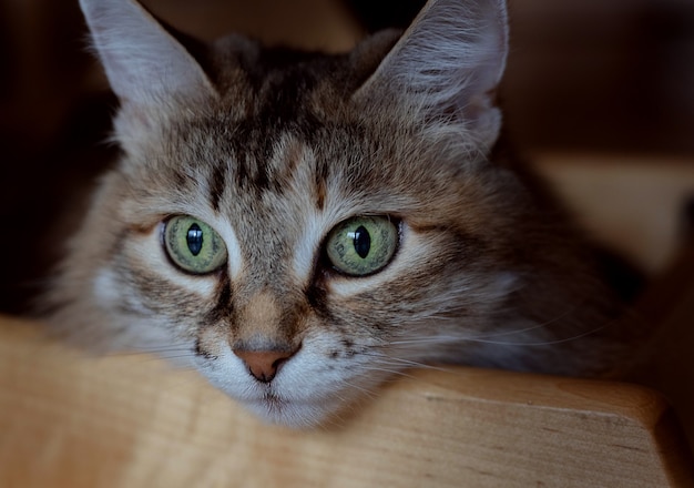 Premium Photo | The cat looks out the window