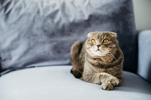 Cat Lying On Sofa Photo Free Download