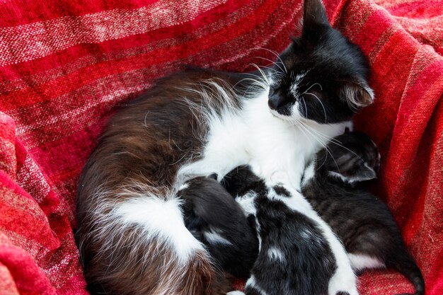 Premium Photo | Cat nursing her small kittens