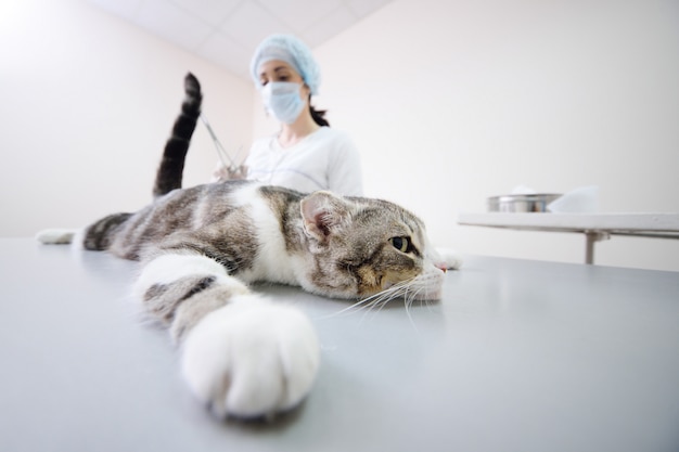 Premium Photo | Cat on the operating table