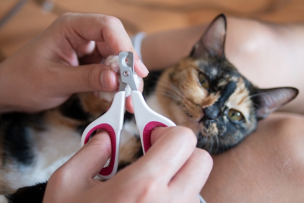 pet manicure