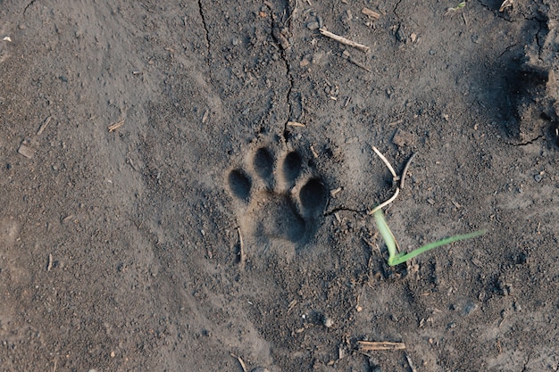 The Allure of Cat Paw Imprints: A Feline Phenomenon