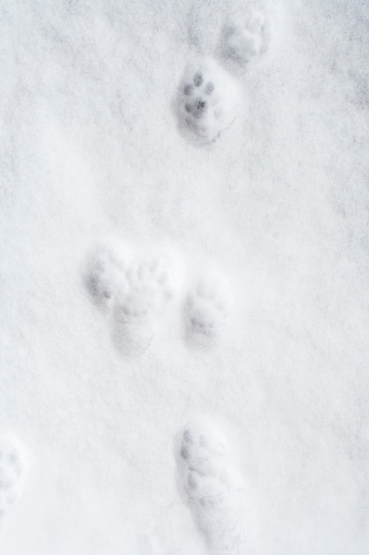 雪の上の猫の足跡 プレミアム写真