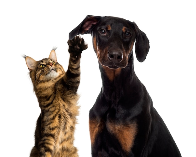 Premium Photo Cat Pawing At A Dog Ear