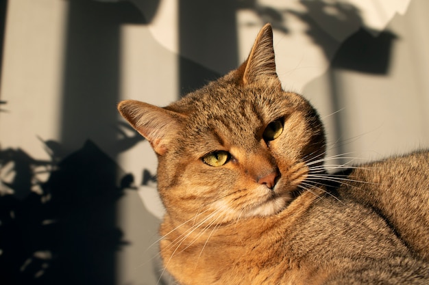 太陽の下で猫の顔 プレミアム写真