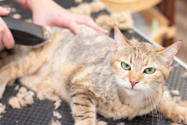 cat salon