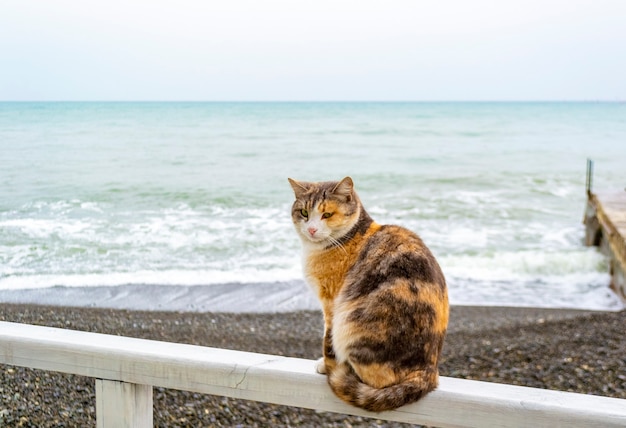 寒い霧の日に海の反対側のビーチ海岸で木の板に座っている猫 プレミアム写真