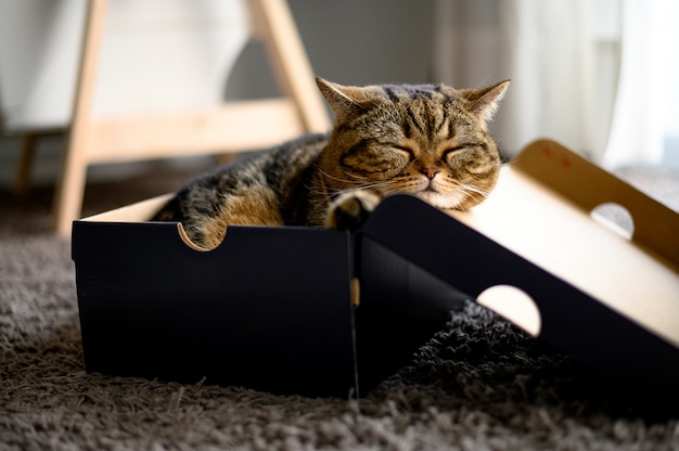 Premium Photo | Cat sleeping in a cardboard box cat lies in box pet is ...