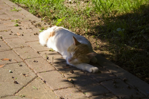 日当たりの良い夏の日の木の影で寝ている猫 プレミアム写真